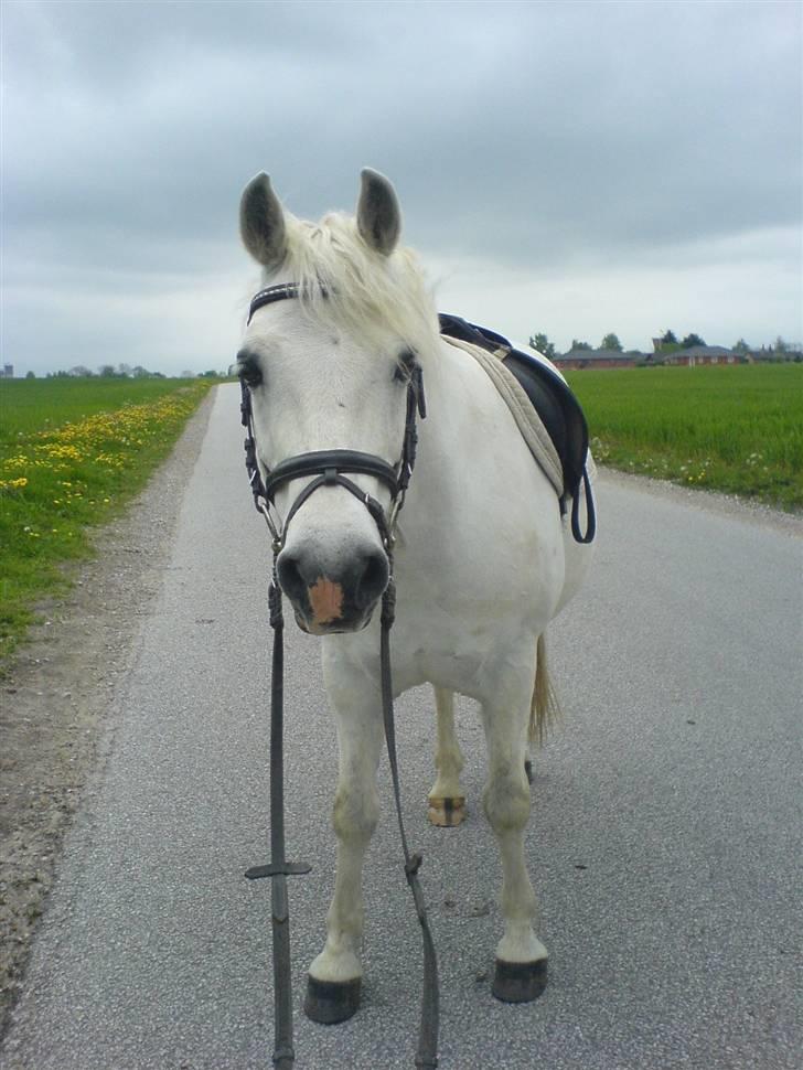 Connemara Sharpen - En dag jeg skullle ud og ride tur på Sharpen (: Haha han ser lidt sjov ud :D !! billede 3