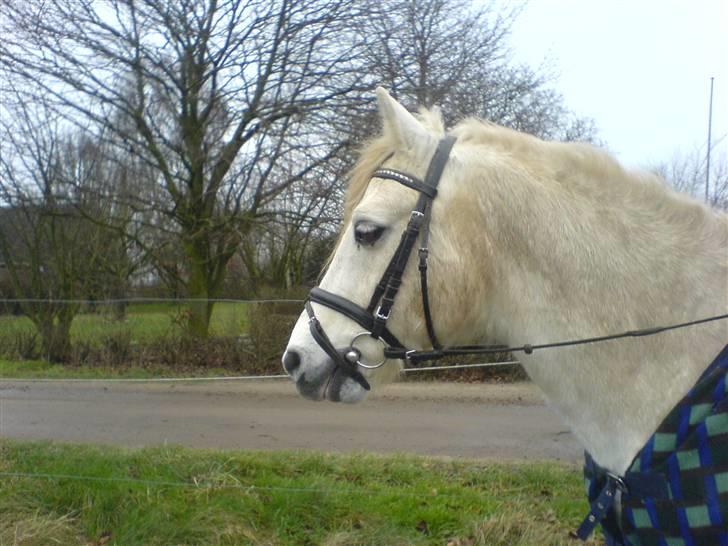 Connemara Sharpen - En lidt beskidt Sharpen :D..  billede 4