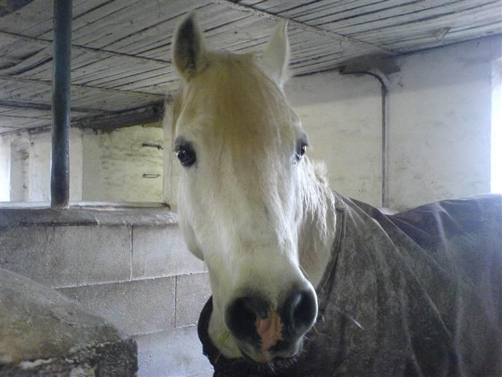 Connemara Sharpen - Haha Sharpen (: endnu en dag med arbejde (: billede 6