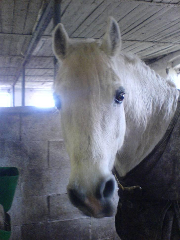 Connemara Sharpen - På det her billede havde mig og min veninde svært ved ar få grimen på ham fordi han drillede, og så tog han vand i munden og åbnede munden lige over vores skuldre så vi blev smask våde ´ TAK Sharpen :p billede 7