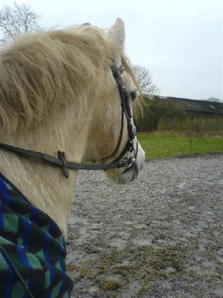 Connemara Sharpen - Men han er og vil nu altid være den bedste i verden!<3<3<3 billede 8