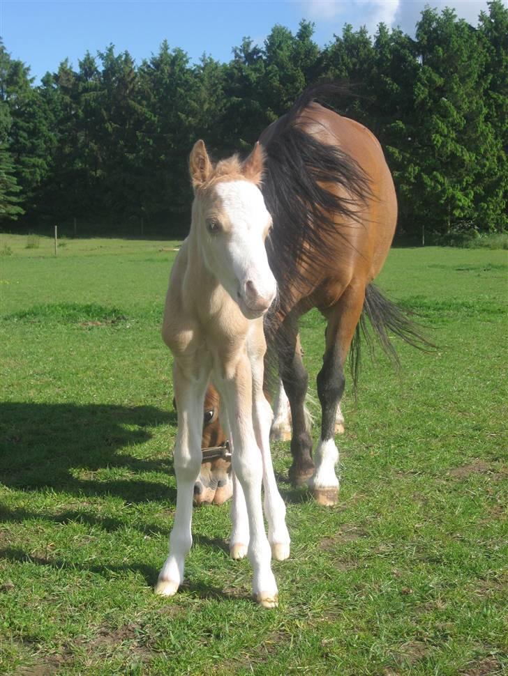 Welsh Mountain (sec A) Qvistgaardens Emil billede 3