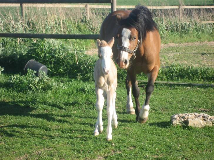 Welsh Mountain (sec A) Qvistgaardens Emil billede 4