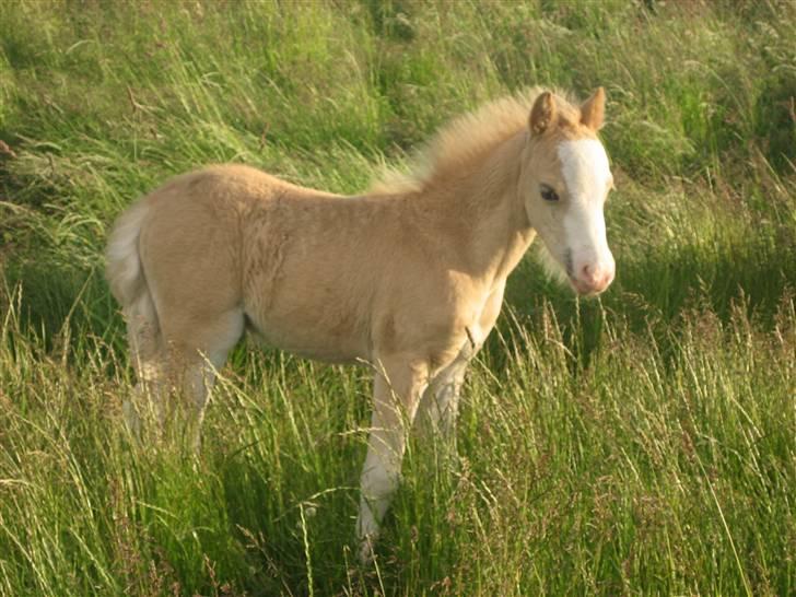 Welsh Mountain (sec A) Qvistgaardens Emil billede 8
