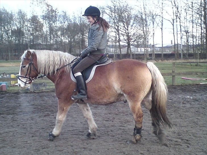 Haflinger Heraues. Gl. passer - Han var ved at gå til bidet men så tog han hovedet op! ;( <3 Nr. 18 billede 18