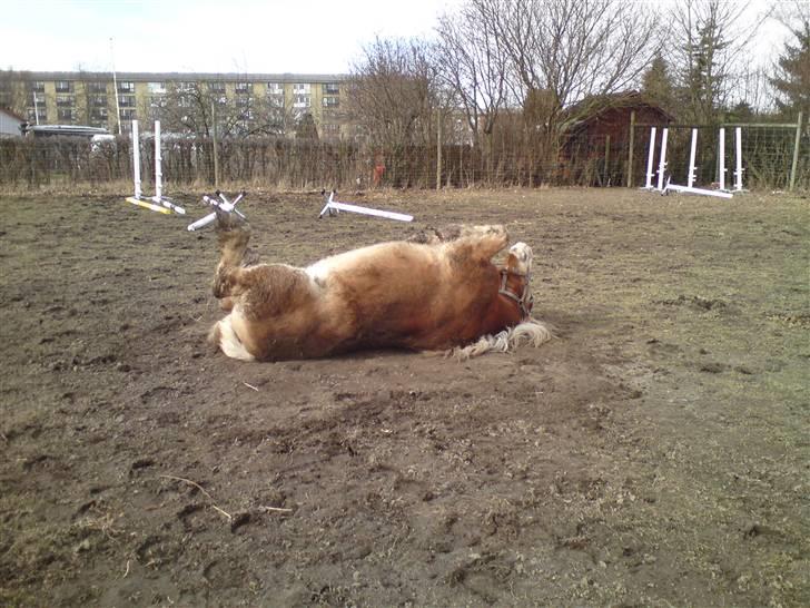 Haflinger Heraues. Gl. passer - Så skal man lige rulle sig :D Nr. 19  billede 19