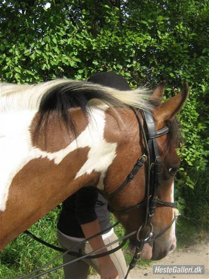 Pinto Amigo SOLGT og savnet ;'( - (sommeren 2008) verdens bedste sommer pga dig A m i g o <3 billede 17