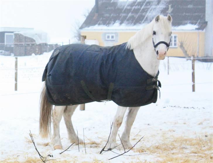 Welsh Pony (sec B) Hovmarkens Liva *Solgt* billede 9
