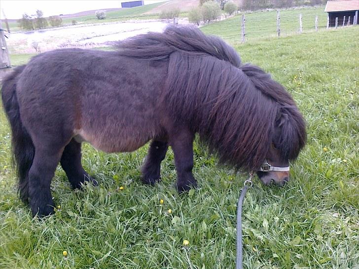 Falabella Don Ø Aksel billede 1