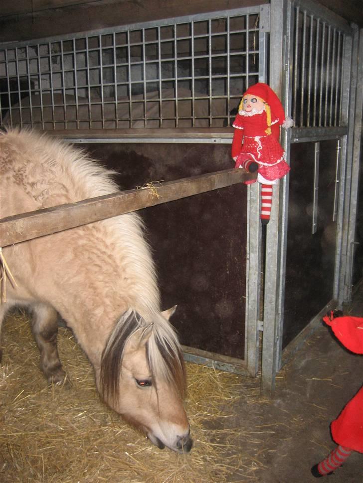 Fjordhest Laura R.I.P  billede 3