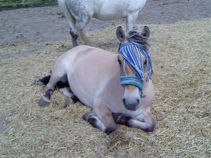 Fjordhest Bidola - Bidola billede 1