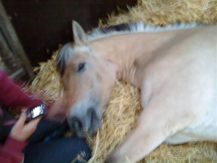 Fjordhest Bidola - Bidola billede 2