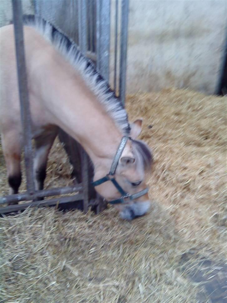 Fjordhest Bidola - Bidola billede 3