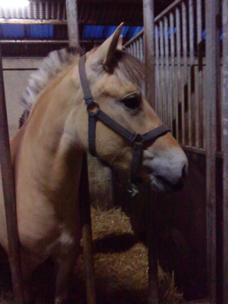 Fjordhest Bidola - Bidola billede 4