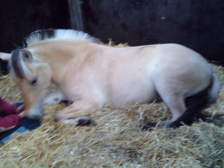 Fjordhest Bidola - Bidola billede 5