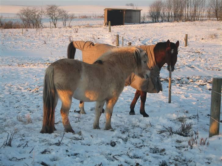 Fjordhest Laura R.I.P  billede 4