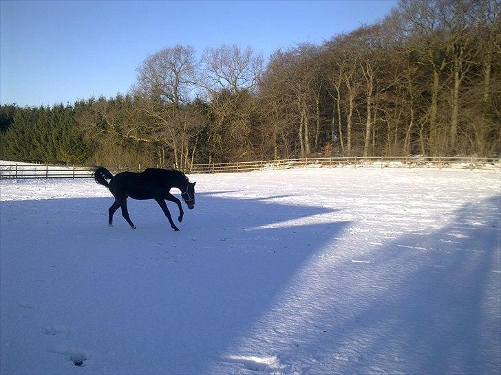 Dansk Varmblod Gredstedgaards Cornecht - 1 januar 2011...... 1 år 8 mdr billede 5