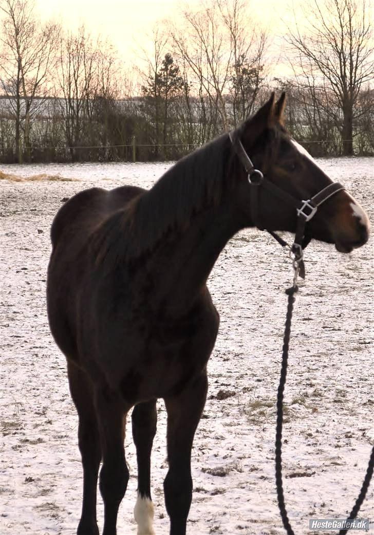Dansk Varmblod Gredstedgaards Cornecht - 17. December 2009. 9 mdr gammel billede 9