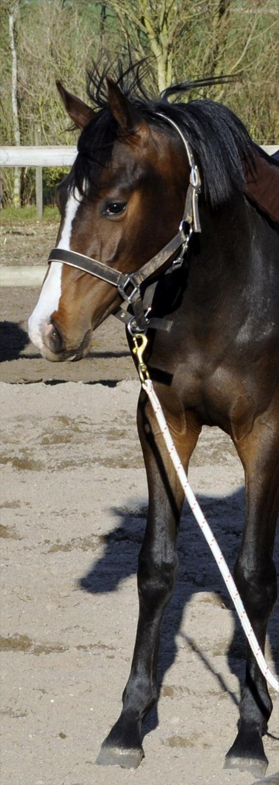 Dansk Varmblod Gredstedgaards Cornecht - 17 april 2010 ..... 1 år 1 mdr billede 11