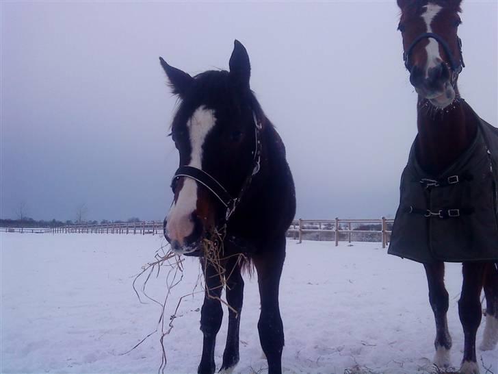 Dansk Varmblod Gredstedgaards Cornecht billede 12