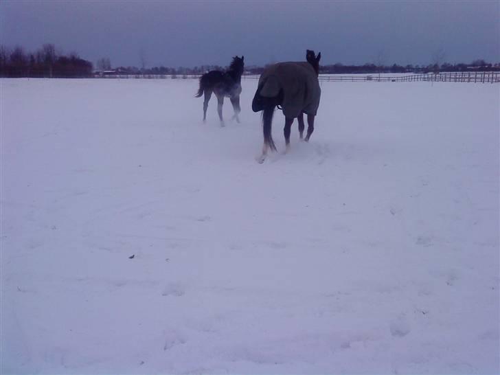 Dansk Varmblod Gredstedgaards Cornecht billede 14