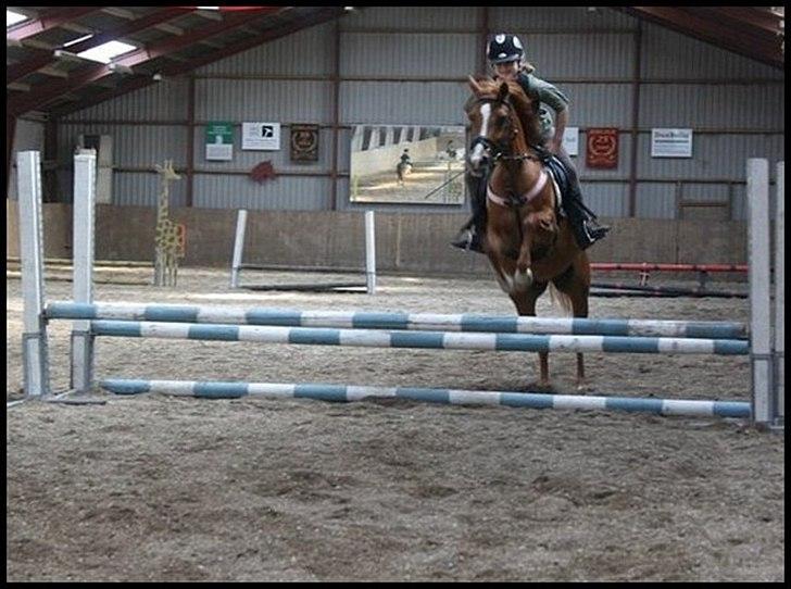 Hollandsk Sportspony Danja R.I.P. <3 - Opvisning til ridelejr. Her på okser. :D <3 Foto: Anette Haxgart. billede 18