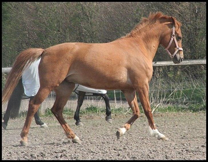 Hollandsk Sportspony Danja R.I.P. <3 - Danja på fold efter 3 måneders boksro! :-D Foto: Louise Mahtisen. billede 19