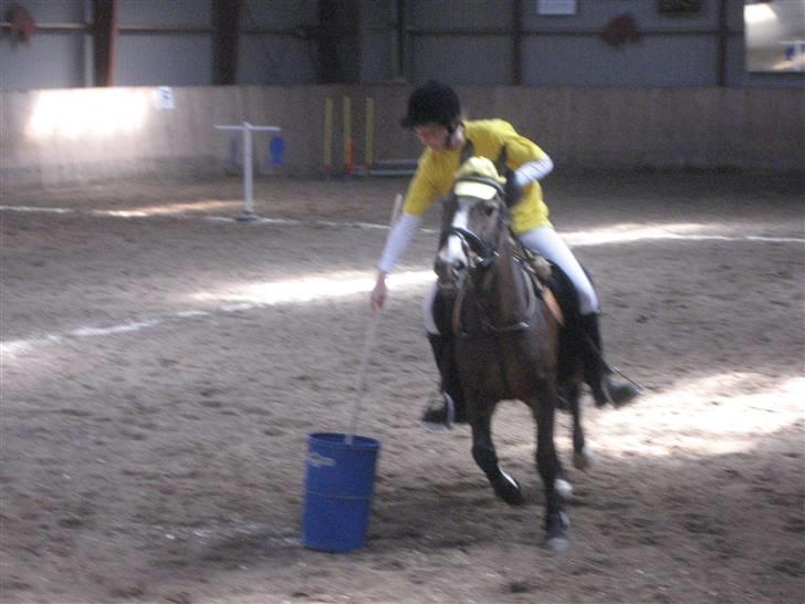 New Forest R.I.P strygers Fergie - fergie til ponygames billede 6