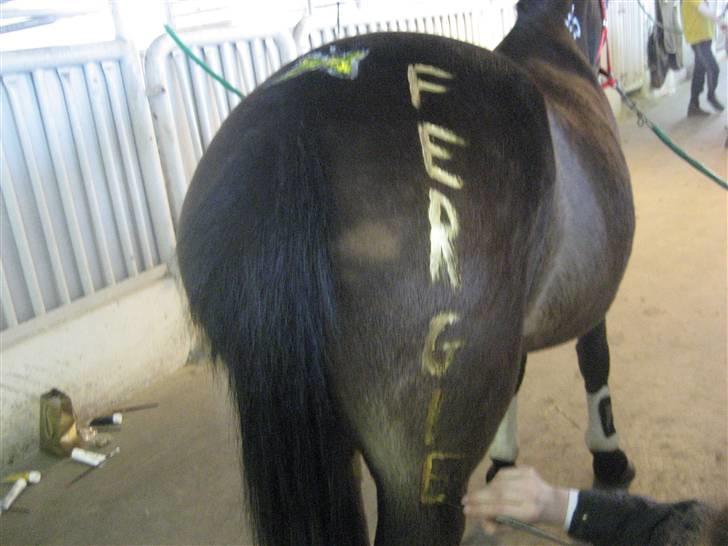 New Forest R.I.P strygers Fergie - fergie har skrevet på sig selv billede 9