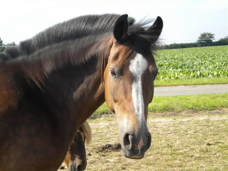 New Forest R.I.P strygers Fergie - hejsi med digsi  billede 11