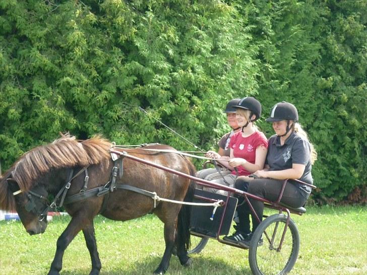 Anden særlig race Buller - buller bliver kørt af anja, katja og mig:) foto: mig far billede 16