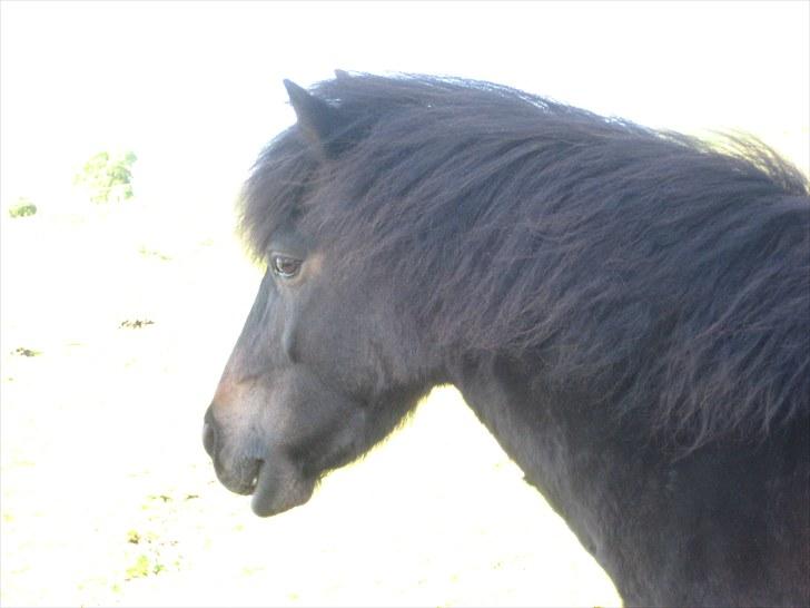 Anden særlig race Buller - smukke buller:D  foto: mig:) billede 17