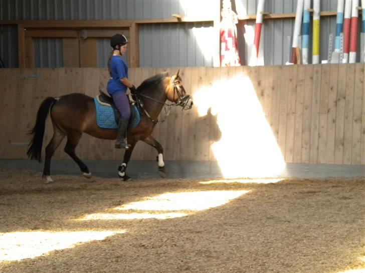 New Forest R.I.P strygers Fergie - mig og fergie der tøver lidt rundt billede 12