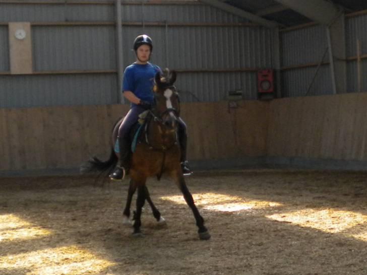 New Forest R.I.P strygers Fergie - mig og fergie i en shcenkel vigning billede 16