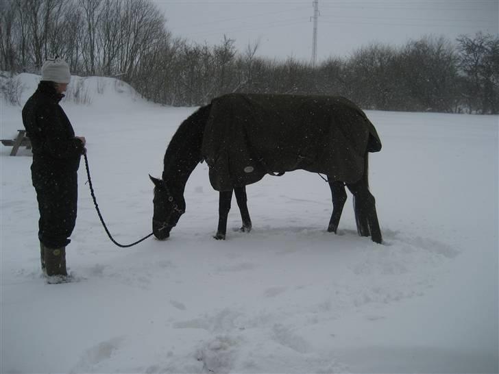 Trakehner Syrah  (solgt) - december 2009 billede 7