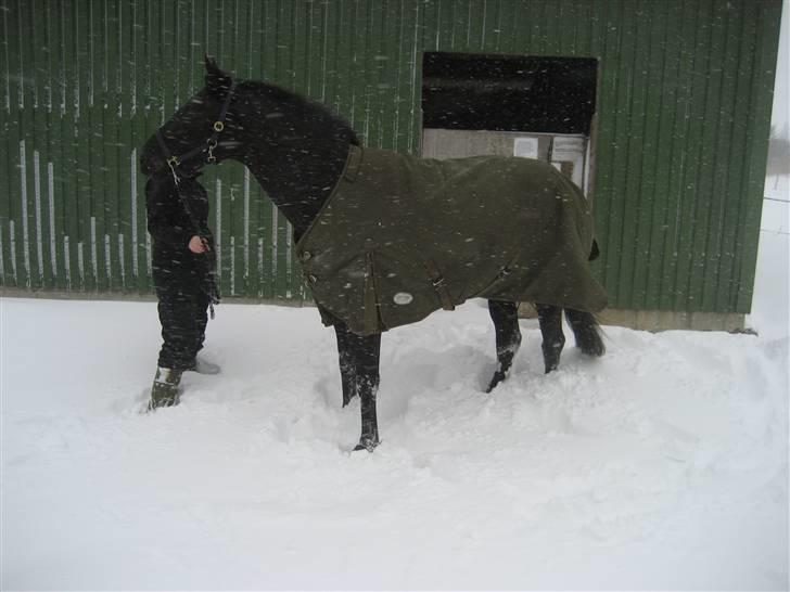 Trakehner Syrah  (solgt) - december 2009 billede 8