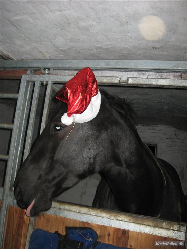 Oldenborg *SOLGT* Krogsgaards Bláze - Blaze jul 2009 billede 11