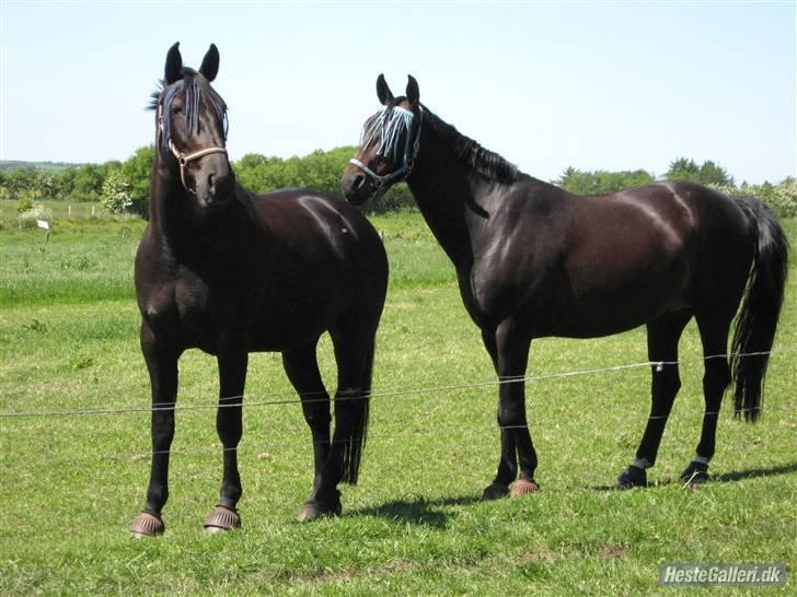 Oldenborg *SOLGT* Krogsgaards Bláze billede 16