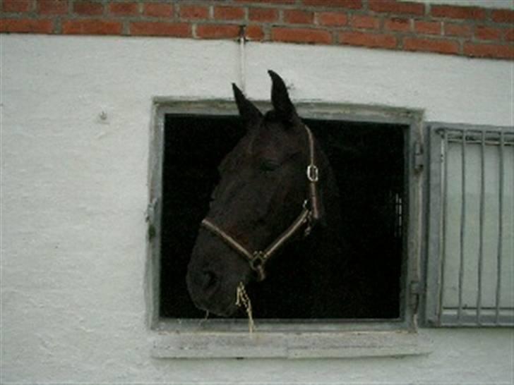 Oldenborg *SOLGT* Krogsgaards Bláze billede 20