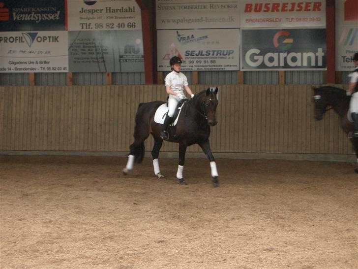 Dansk Varmblod Toftegården Don Aikido  billede 13