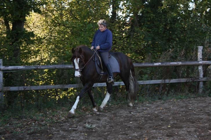 Welsh Cob (sec D) Not Again billede 14