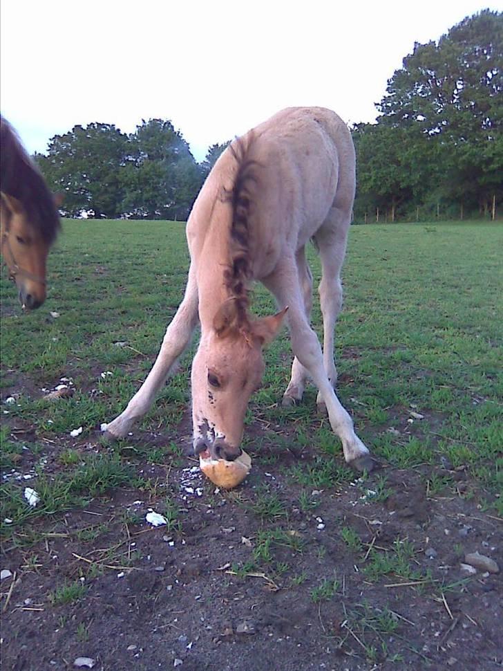 Anden særlig race Bambi - Baby-hesten. Billede fra 4. juni 2009. billede 1