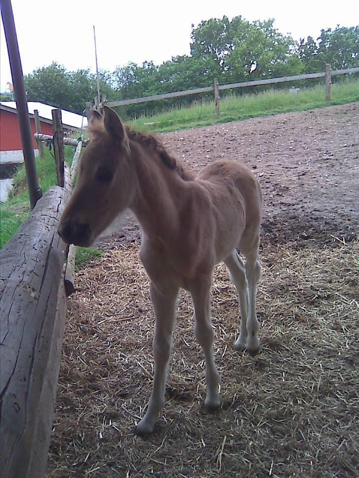 Anden særlig race Bambi - 4. juni 2009 billede 2
