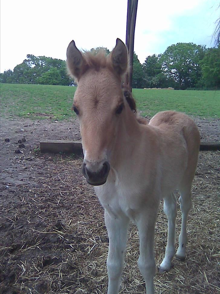 Anden særlig race Bambi - 4. juni 2009 billede 3