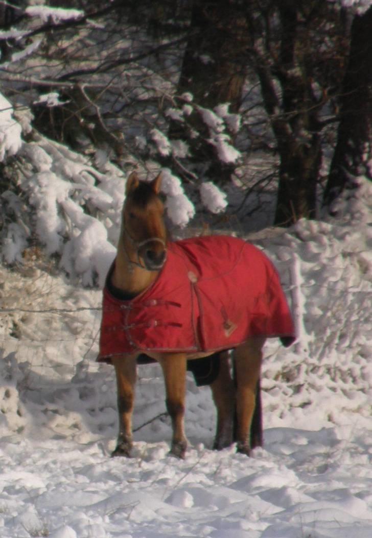 Oldenborg /Fjordhest - Vejlbygård's Yasmin-solgt- - Nyt: 18 dec. i den flotte sne billede 17