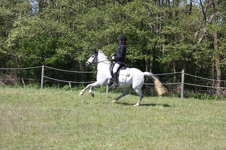 Welsh Partbred (Sec F) TofteKjærs Loralai {Tulle} *soglt* Du var bedst<3 - Velkommen til den smukkeste ponys profil :) smid lige en kommentar nu hvor i er her :) billede 1