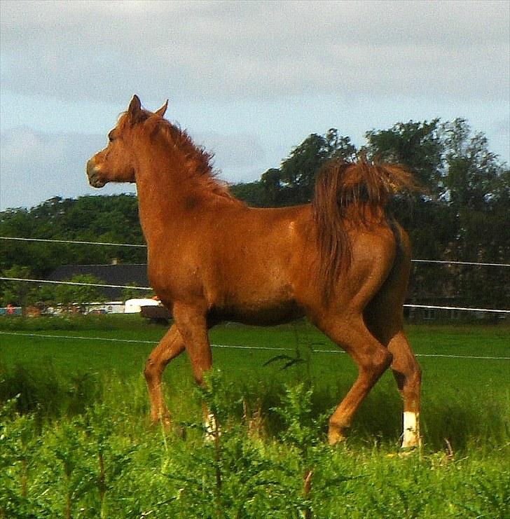 Arabisk fuldblod (OX) Flyer billede 9