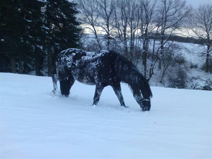 Anden særlig race Eskelys Monty  billede 7