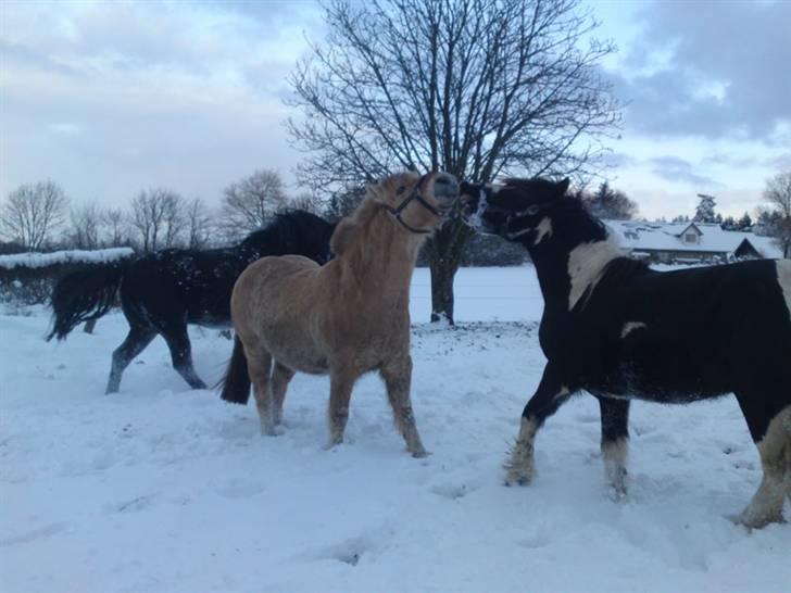 Irish Cob Mr. Pepper  billede 17