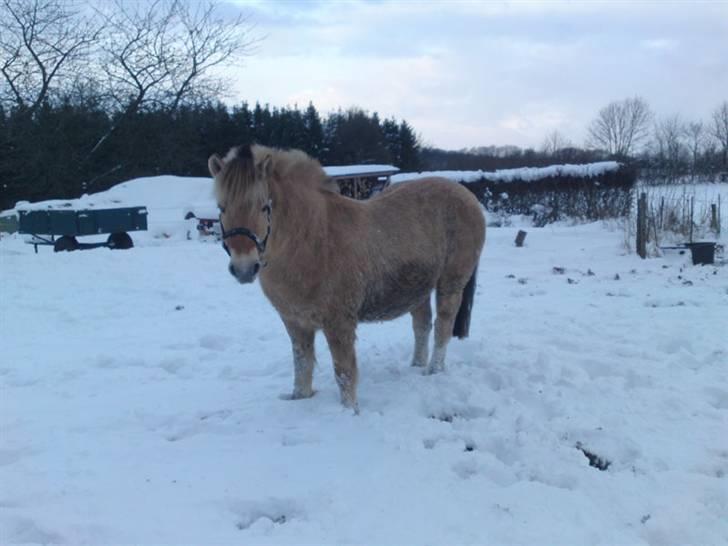 Fjordhest Speedy billede 19